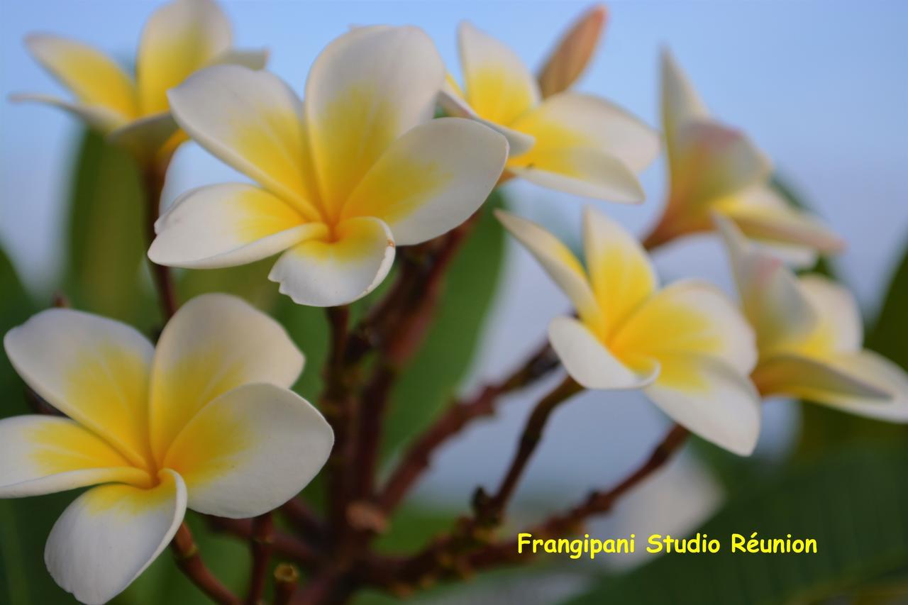 Frangipani Studio Reunion Apartment La Saline Les Bains Exterior photo